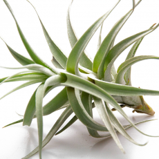 Тилландсия (Tillandsia Albida)