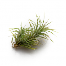 Тилландсия (Tillandsia Funckiana)
