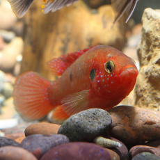 Хромис красный лифалили (M)