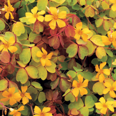 Оксалис (Oxalis Vulcanicola Molten Lava)