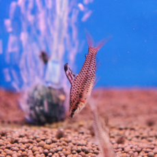 Хилодус пунктатус