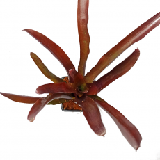 Hеорегелия (Neoregelia Red Bird)