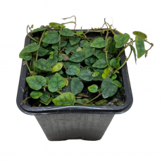 Фикус Пумила (Ficus Pumila Green Sunny)