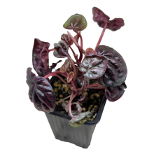 Пеперомия (Peperomia Albovitatta Piccola Banda)