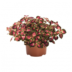 Колеус (Coleus Great Falls Angel)