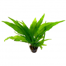 Папоротник тайландский (L) (в горшке) (Microsorum pteropus)