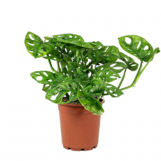Монстера (Monstera Adansoni)
