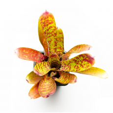 Неорегелия (Neoregelia Bitzer)