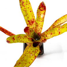 Неорегелия (Neoregelia Flicker)