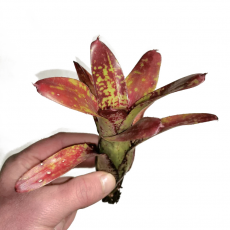 Неорегелия (Neoregelia Spaced Out)