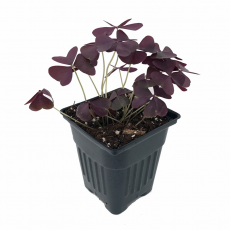 Оксалис (Oxalis Latifolia Maroon leaf)