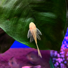 Сом Анциструс золотой вуалевый (S)