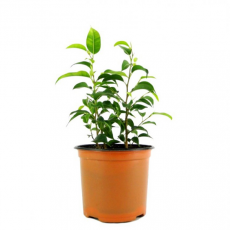 Фикус (Ficus Benjamina)