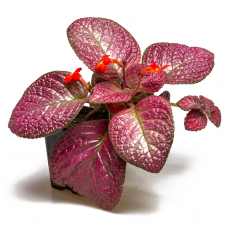 Эписция (Episcia Strawberry)