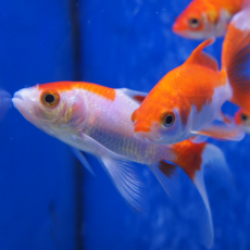 Золотая рыбка Комета красно-белая (M) (Carassius auratus)