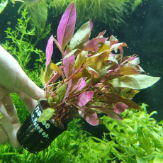 Альтернантера розоволистная (в горшке) (Alternanthera reineckii Rosaefolia)