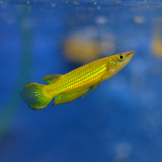 Щучка Аплохейлус линеатус (Aplocheilus lineatus)