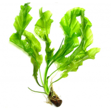 Апоногетон ульвовидный