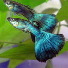 Гуппи малахитовый (самец) (Poecilia reticulata)