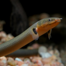 Каламоихт (Erpetoichthys calabaricus)