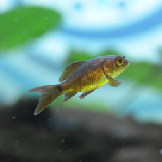 Золотая рыбка Комета черная (S) (Carassius auratus)