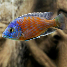 Копадихромис Каданго (XXL) (Copadichromis borleyi Kadango)