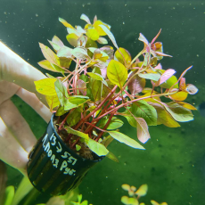 Людвигия ползучая Рубин (в горшке) (Ludwigia repens Rubin)