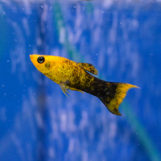 Моллинезия черно-золотая лирохвостая (Poecilia sp.)