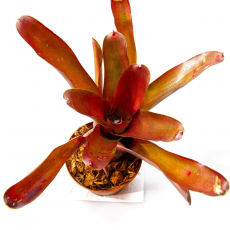 Неорегелия (Neoregelia Fireball)