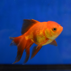 Золотая рыбка Оранда красная (L) (Carassius auratus var.)