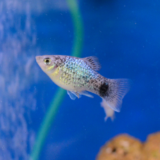 Пецилия голубая ситцевая