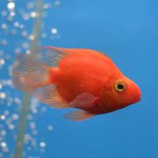 Попугай красный (M)