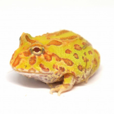 Рогатка Кранвелла "albino", M