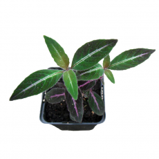 Руэллия Портелла (Ruellia portellae)