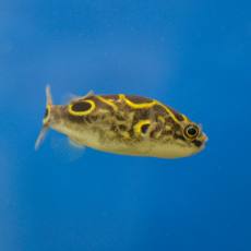 Тетрадон восьмерка (Dichotomyctere ocellatus)