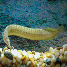 Угорь макрогнатус панкалус (Macrognathus pancalus)