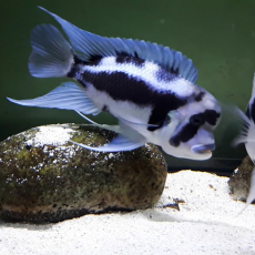 Фронтоза Черная Вдова (S)