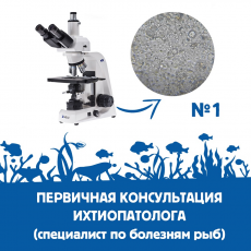 Консультация ихтиопатолога