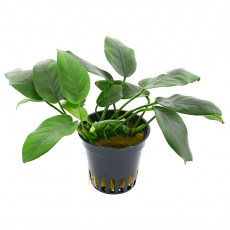 Анубиас нана XL (в горшке)