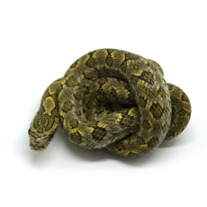Полоз узорчатый het Albino T