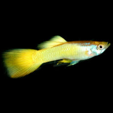 Гуппи Германские Желтые (самец) (Poecilia reticulata)