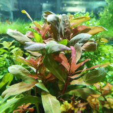 Аммания сенегальская (с грузом)