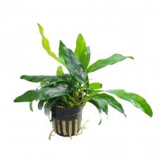 Анубиас Минима L (в горшке) (Anubias barteri var. glabra minima)