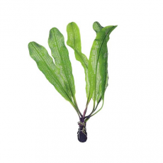 Апоногетон мадагаскарский, шт. (Aponogeton madagascariensis)