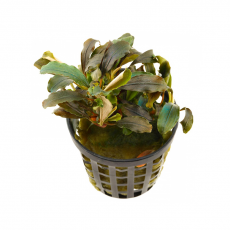 Буцефаландра Тейя (Bucephalandra sp. Theia) (в горшке)