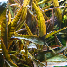 Гигрофила иволистная красная (с грузом) (Hygrophila angustifolia var. rubra)