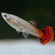 Гуппи Кобра красная (самка) (Poecilia reticulata)