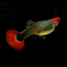 Гуппи кои трехцветный (самка) (Poecilia reticulata)