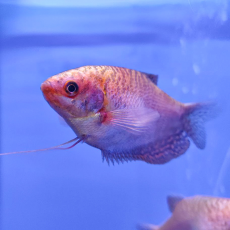 Гурами золотой (Trichopodus trichopterus) L