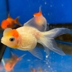 Золотая рыбка Жемчужинка "корона" (M)